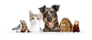 Tourism Listing Partner Vet Australia